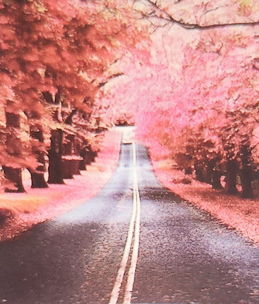 (25) Diamond-Painting Allee im Herbst (40x50cm) full