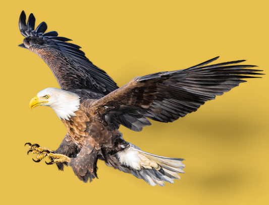 Siebdruck-Bügelbild Weisskopfseeadler 19x22cm