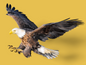 Siebdruck-Bügelbild Weisskopfseeadler 19x22cm