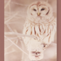 (34) Diamond-Painting Schnee-Eule (40×50cm) full