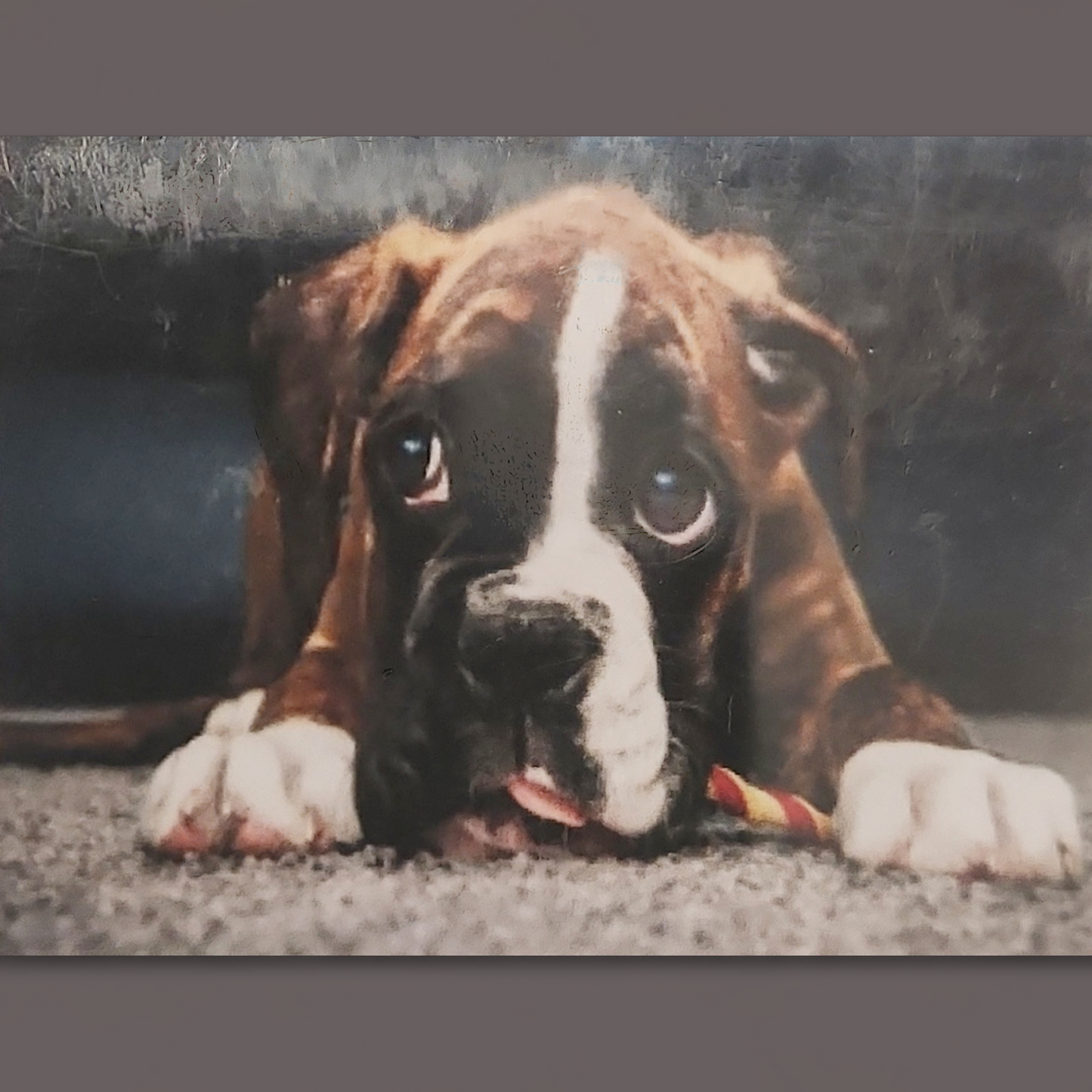 (61) Diamond-Painting Boxerhund (30×40cm) full