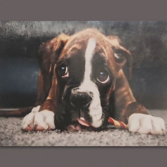 (61) Diamond-Painting Boxerhund (30×40cm) full